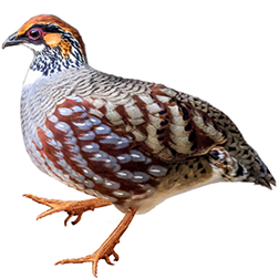 Common Hill Partridge